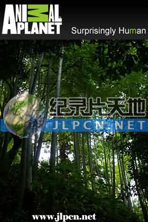 竹子开花的恶兆封面图