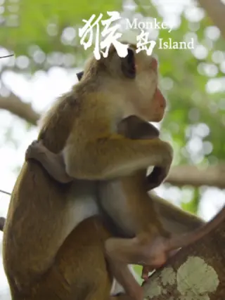 猴岛海报图