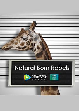 你这个坏怂封面图